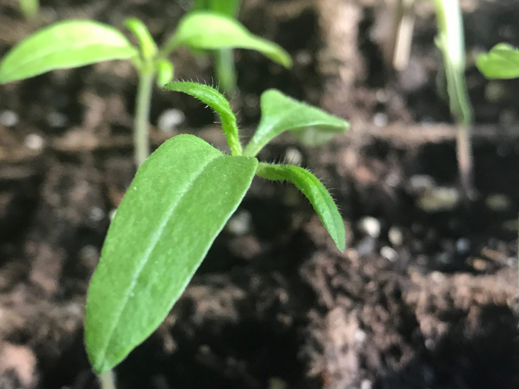 Tomato Seedlings